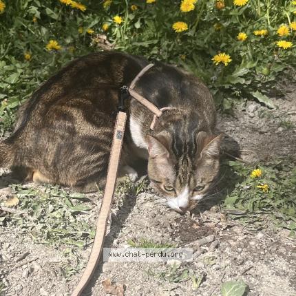 Foto 1/1 Arsouil Chat perdido en Perrier