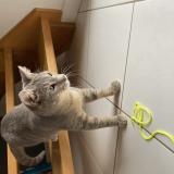 Foto del gato perdido en Guingamp