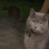 Foto del gato perdido en Saint Clar De Riviere