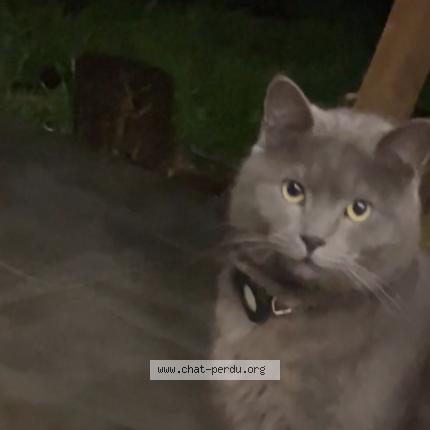 Foto 1/1 Ramadi Chat perdido en Saint clar de riviere