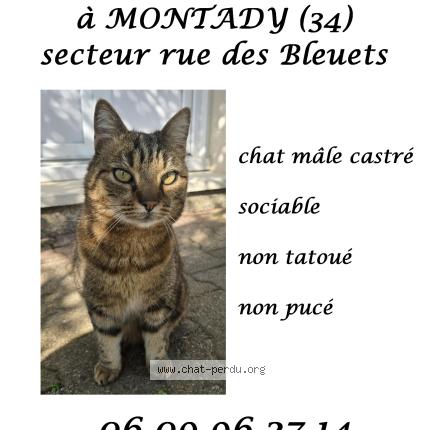 Foto 1/1 Gato encontrado Encontrado en Montady