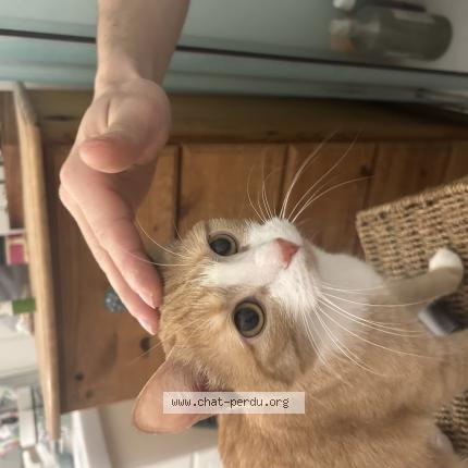 Foto 1/1 Nala Chat perdido en Pau