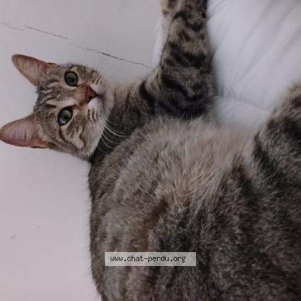 Foto 1/1 Gato encontrado Encontrado en Nerac