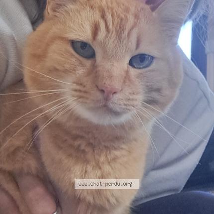 Foto 1/1 Scrat Chat perdido en Thury harcourt le hom