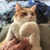 Foto del gato perdido en Le Mans