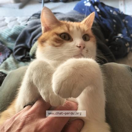 Foto 1/1 Furie Chat perdido en Le mans