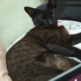 Foto del gato perdido en Lucknow