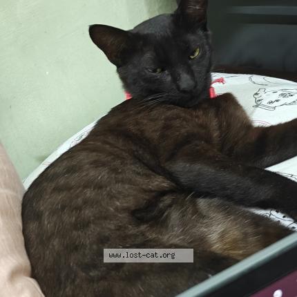 Foto 1/1 Kiki Chat perdido en Lucknow