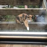 Foto de gato encontrado en Brest