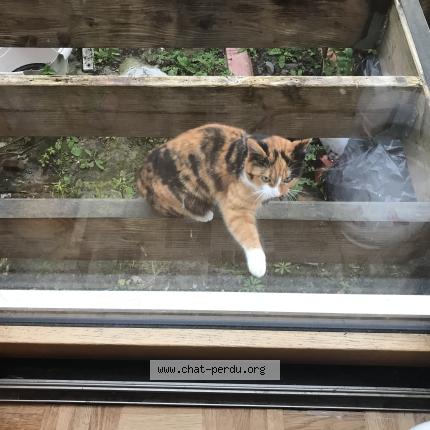 Foto 1/1 Gato encontrado Encontrado en Brest