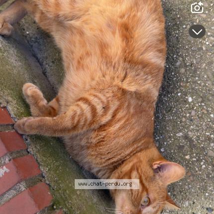 Foto 1/1 B&eacute;b&eacute; Chat perdido en Carmaux