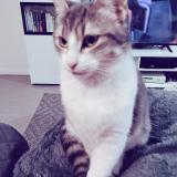 Foto del gato perdido en Rouen