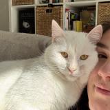 Foto del gato perdido en Liffre