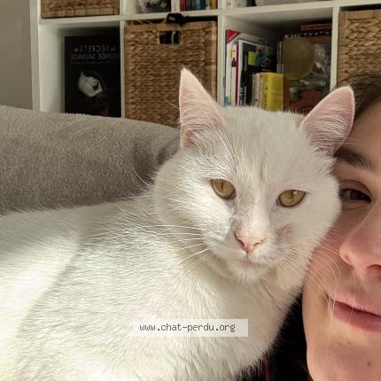 Foto 1/1 Arlo Chat perdido en Liffre