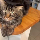 Foto del gato perdido en Le Kremlin Bicetre