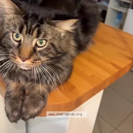 Foto 1/1 Kyubi Chat perdido en Le kremlin bicetre