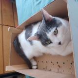 Foto del gato perdido en Valenciennes