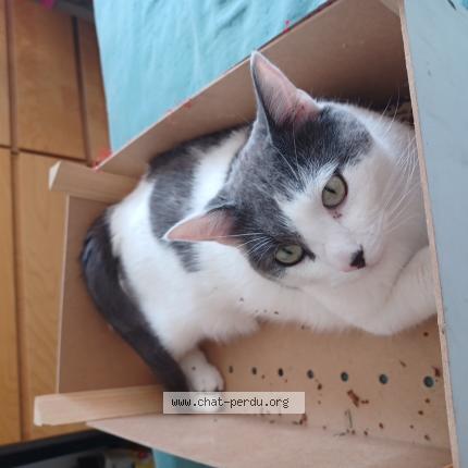 Foto 1/1 hugo fontaine Chat perdido en Valenciennes