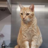 Foto del gato perdido en Bezons