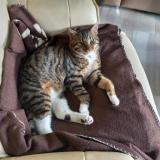 Foto del gato perdido en La Neuville Chant D Oisel