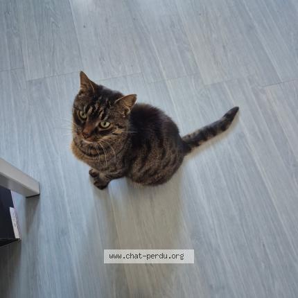 Foto 1/1 Geiko Chat perdido en Saint macaire en mauges