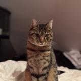 Foto del gato perdido en Le Genest Saint Isle