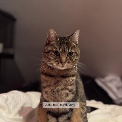 Foto 1/1 Yuko Chat perdido en Le genest saint isle