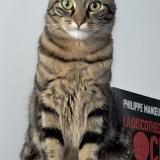 Foto del gato perdido en Issy Les Moulineaux