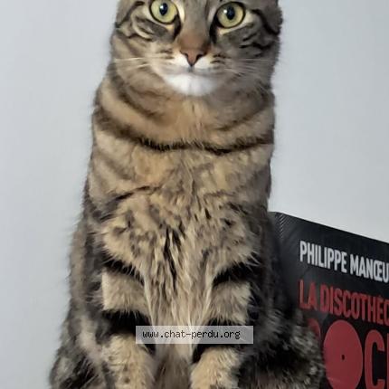 Foto 1/1 Yuma Chat perdido en Issy les moulineaux