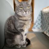 Foto del gato perdido en Amiens