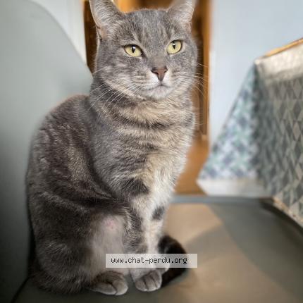 Foto 1/1 Athena Chat perdido en Amiens