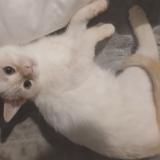 Foto del gato perdido en Le Havre