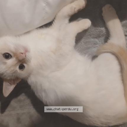 Foto 1/1 Medina Chat perdido en Le havre