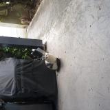 Foto de gato encontrado en Balma
