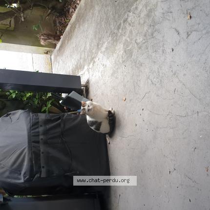 Foto 1/1 Gato encontrado Encontrado en Balma