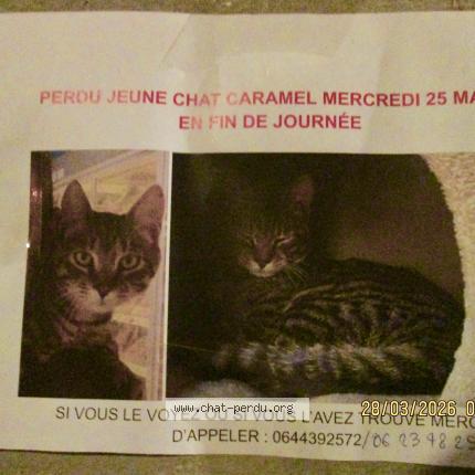 Foto 1/1 CARAMEL Chat perdido en Paris