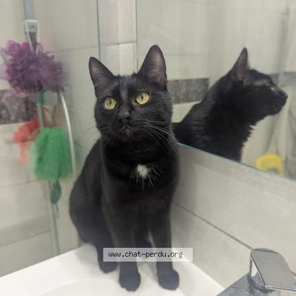 Foto 1/1 Gato encontrado Encontrado en Lyon