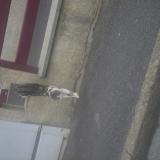 Foto del gato perdido en Crepy En Valois