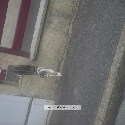 Foto 1/1 Rusek Renaud Chat perdido en Crepy en valois