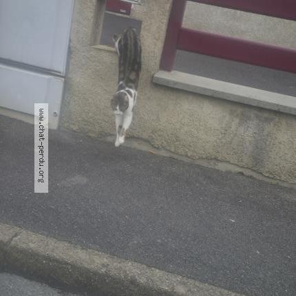 Foto 1/1 Rusek Renaud Chat perdido en Crepy en valois