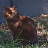 Foto del gato perdido en Pont Saint Martin