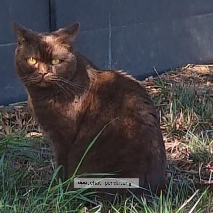 Foto 1/1 Ozaly Chat perdido en Pont saint martin