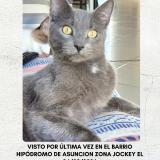 Foto del gato perdido en Asuncion