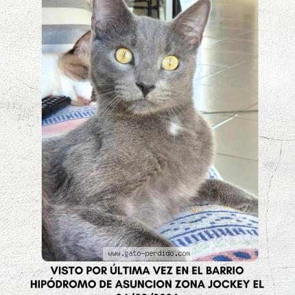 Foto 1/1 Tai Chat perdido en Asuncion