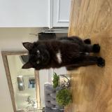 Foto del gato perdido en Laval