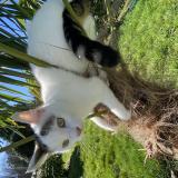 Foto del gato perdido en Rennes