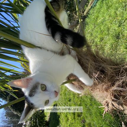 Foto 1/1 Nipsu Chat perdido en Rennes