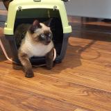 Foto del gato perdido en Grasse