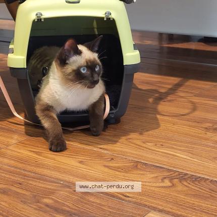 Foto 1/1 Chaussette Chat perdido en Grasse