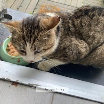 Foto 1/1 Gato encontrado Encontrado en Beaumont sur oise